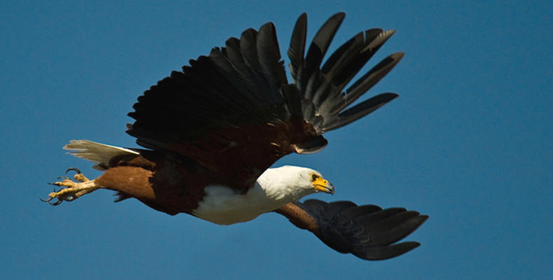 African Fish Eagle